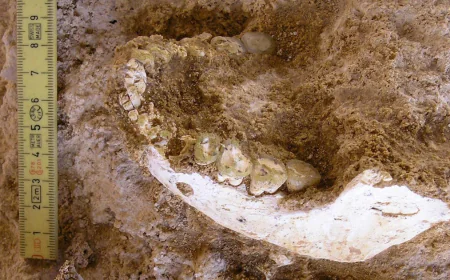 Fossils found in cave shed light on where our species emerged