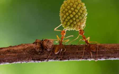 Sick ants invite self-sacrifice to save colony: "Come and kill me"