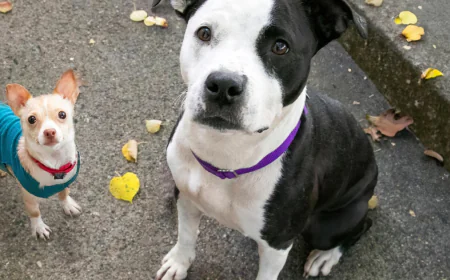 Most dogs have wolf DNA. These breeds have more than others.