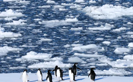 Researchers find Antarctic penguin breeding is heating up sooner, and that's a problem