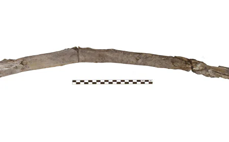 Scientists recover the oldest wooden tools from a site in Greece