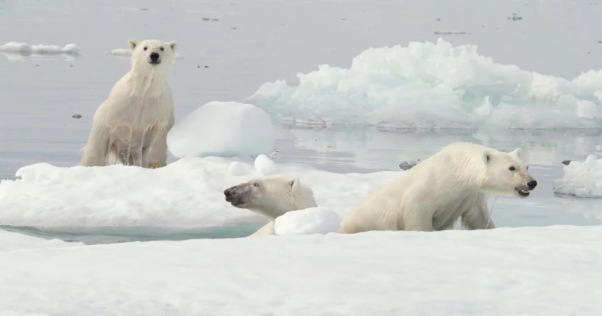 Researchers capture video of rare polar bear adoption