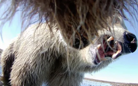 Collar cams offer a bear's eye view into the lives of grizzlies on Alaska's desolate North Slope