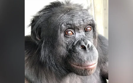 Can apes play pretend? Scientists use an imaginary tea party to find out