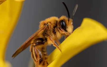 A California photographer is on a quest to photograph hundreds of native bees