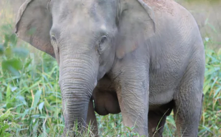 Thailand uses a birth control vaccine to curb its elephant population near expanding farms