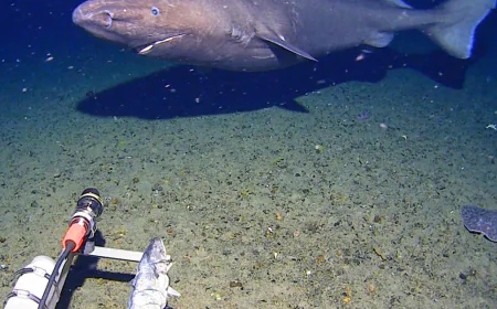 In a first, shark seen on camera in Antarctica waters, surprising researchers