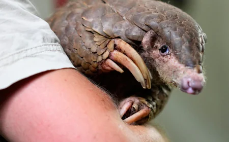 These shy, scaly anteaters are the most trafficked mammals in the world