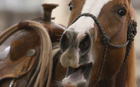 A horse's neigh may be unique in the animal kingdom. Now scientists know how they do it
