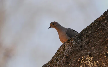 Shrinking North American bird population getting worse faster. Experts blame this