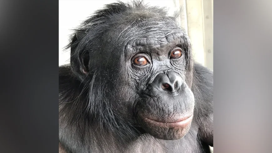 Can apes play pretend? Scientists use an imaginary tea party to find out