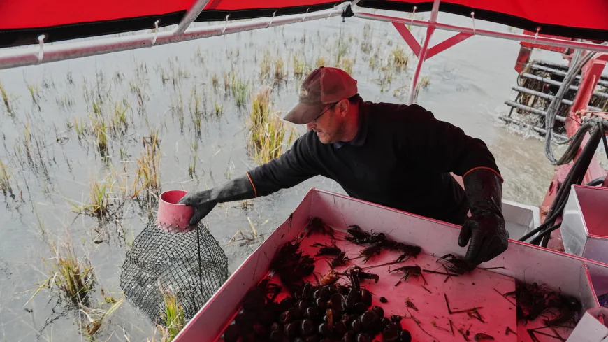 Giant snails and tiny insects threaten the South's rice and crawfish farms
