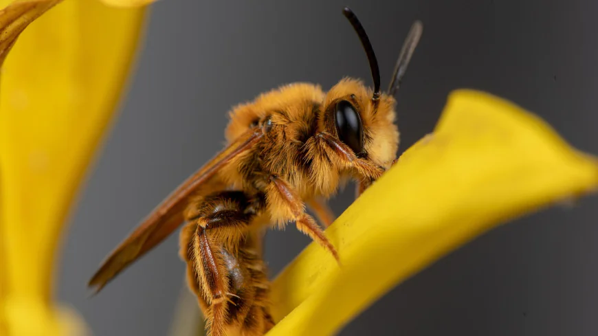 A California photographer is on a quest to photograph hundreds of native bees