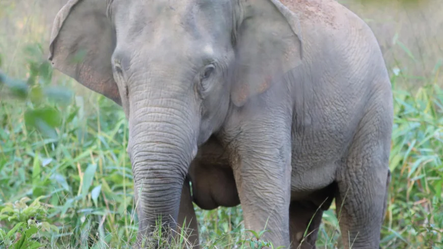 Thailand uses a birth control vaccine to curb its elephant population