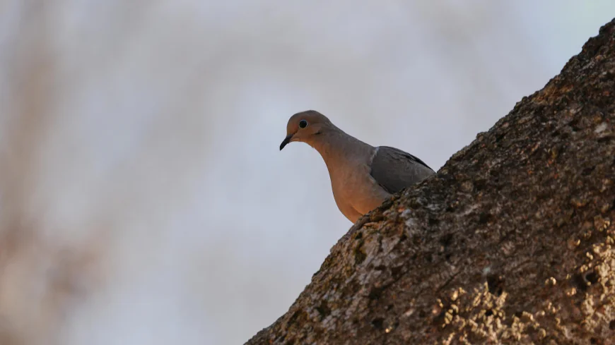 Shrinking North American bird population getting worse faster. Experts blame this