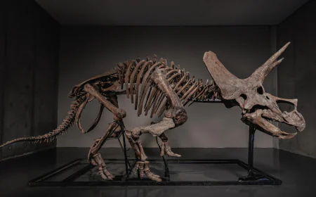 Triceratops skeleton 'Trey' to hit the auction block as dinosaur market soars