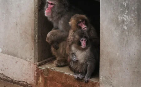 Punch the orphan macaque is outgrowing his plushie and making friends
