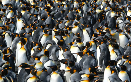 King penguins are benefiting from a warming world. But that could change