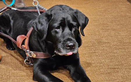 A service dog named Alfred sparked a Lyft settlement in Minnesota with nationwide reach