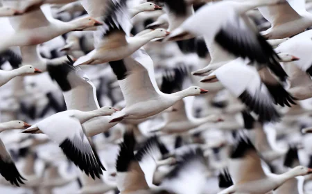 Snow geese take off for the Arctic in mesmerizing sunrise display
