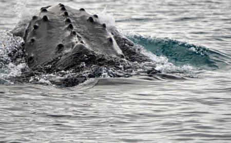 Scientists made a breakthrough in the study of whale sounds. Here's a look at the numbers