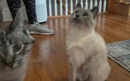 The cost to care for your pet is skyrocketing. Here are ways to cut down on expenses.