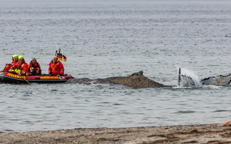 Rescuers try to refloat a stranded humpback whale in Germany’s Baltic Sea