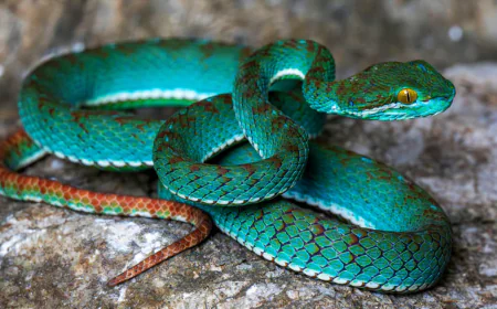 Pit viper among new species discovered in cave in Cambodia