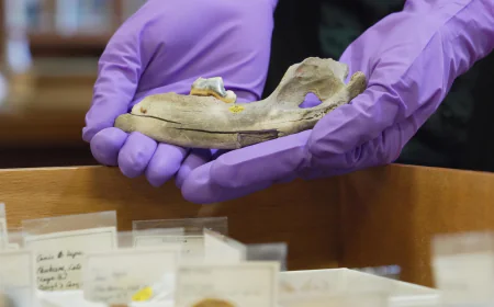 New studies of old dogs help scientists understand where they came from