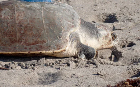 A 3-limbed Kemp's ridley sea turtle is now being tracked at sea by satellite