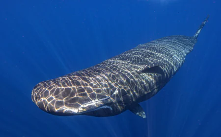 Scientists captured female sperm whales on video working together during a birth to protect the calf