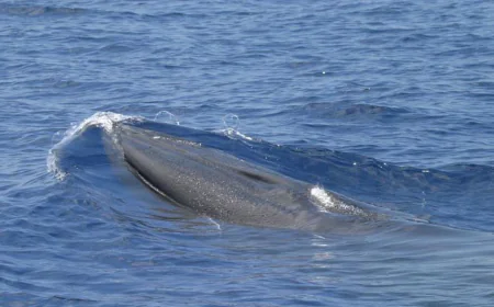 Things to know about Rice's whale, rare species in way of Trump plans for more Gulf drilling
