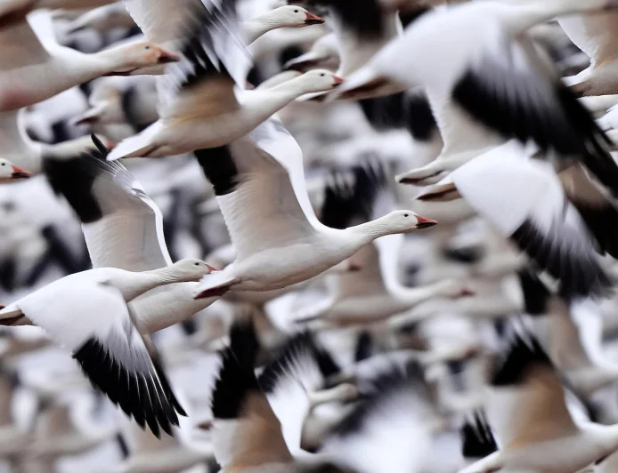 Snow geese take off for the Arctic in mesmerizing sunrise display