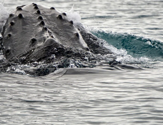 Scientists made a breakthrough in the study of whale sounds. Here's a look at the numbers