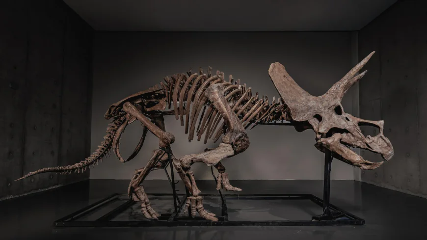 Triceratops skeleton 'Trey' to hit the auction block as dinosaur market soars