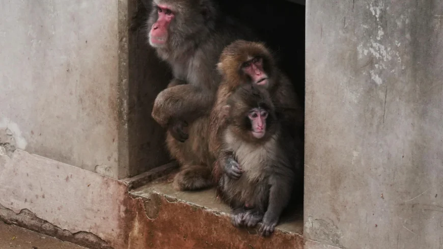 Punch the orphan macaque is outgrowing his plushie and making friends