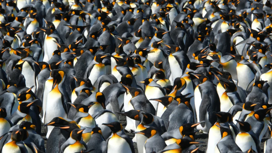 King penguins are benefiting from a warming world. But that could change