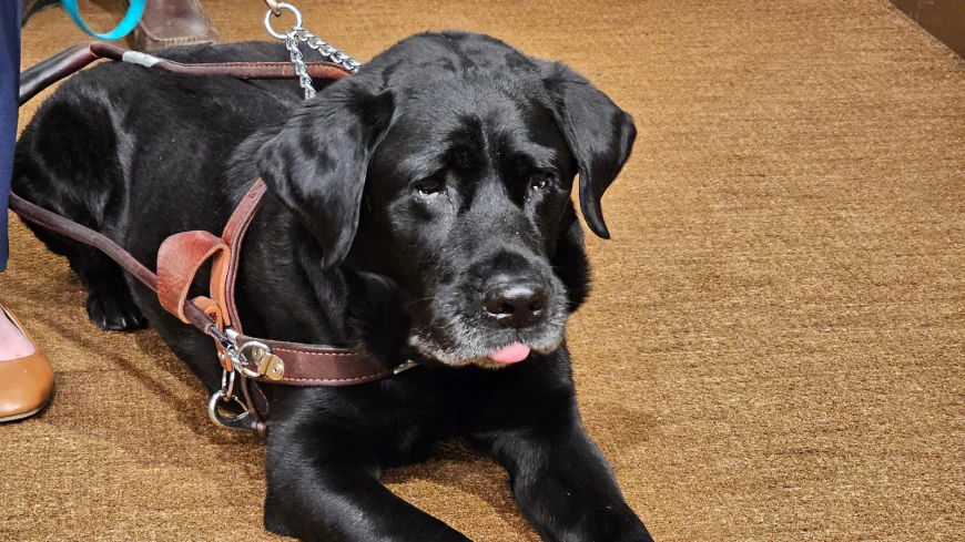 A service dog named Alfred sparked a Lyft settlement in Minnesota with nationwide reach