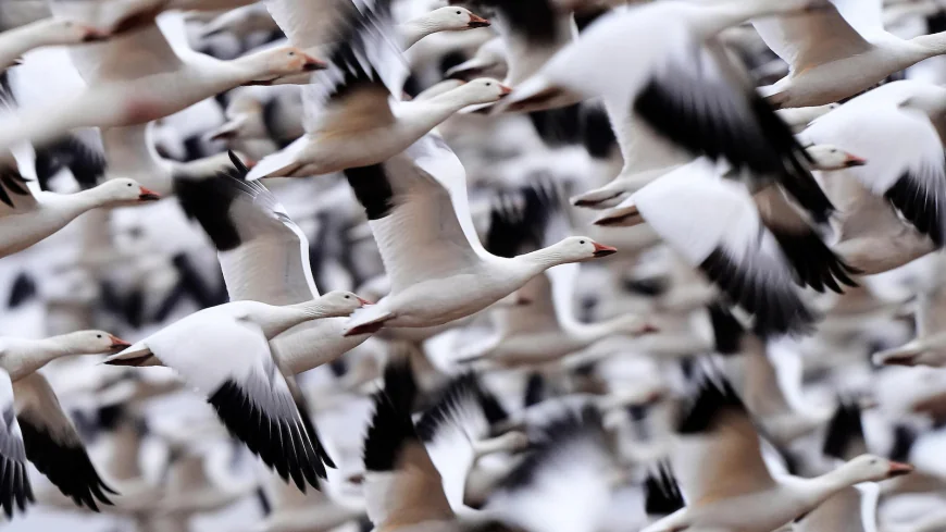 Snow geese take off for the Arctic in mesmerizing sunrise display