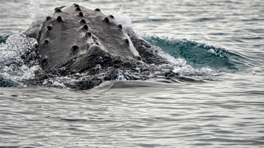 Scientists made a breakthrough in the study of whale sounds. Here's a look at the numbers