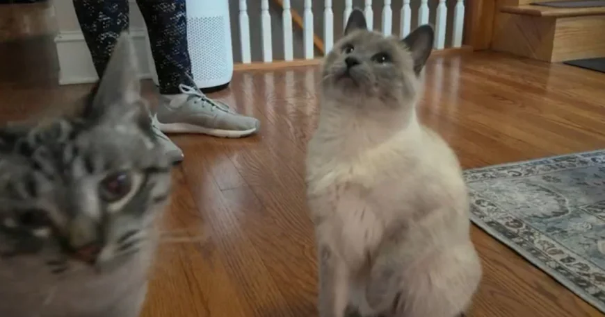 The cost to care for your pet is skyrocketing. Here are ways to cut down on expenses.