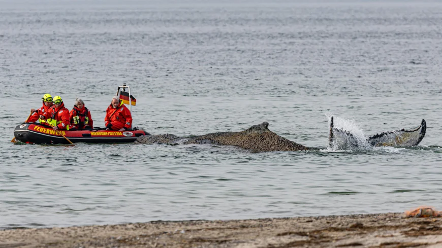 Rescuers try to refloat a stranded humpback whale in Germany’s Baltic Sea