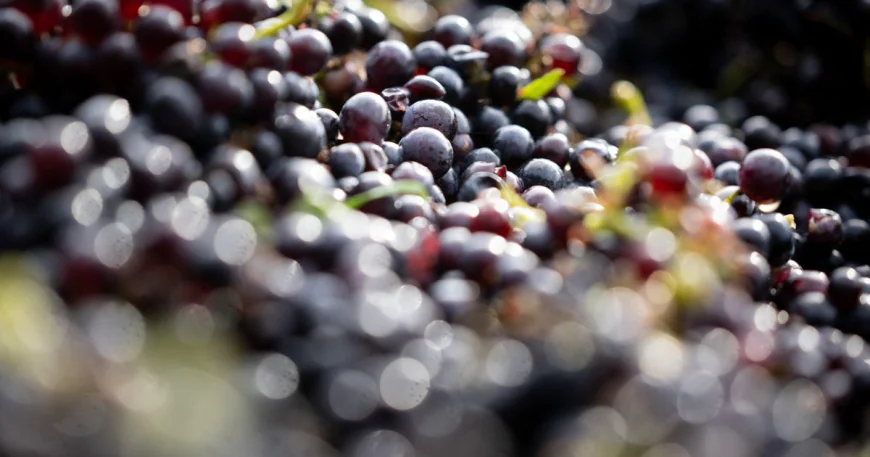 600-year-old pinot noir grape seed found in medieval hospital