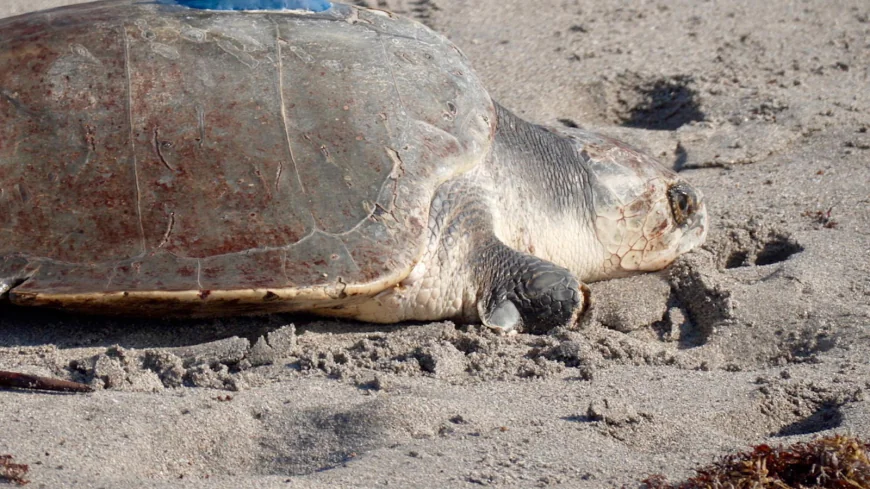 A 3-limbed Kemp's ridley sea turtle is now being tracked at sea by satellite