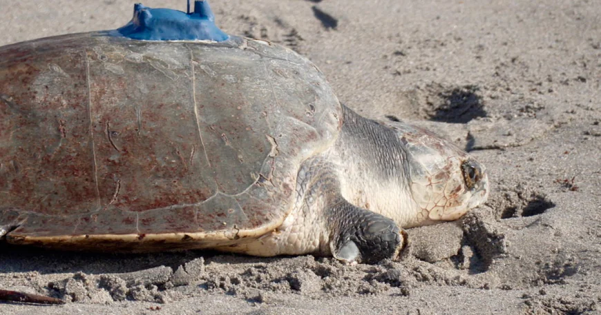 Amputee sea turtle being tracked at sea from space