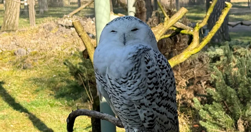 Snowy owl, cheetah among 40 species granted international protection