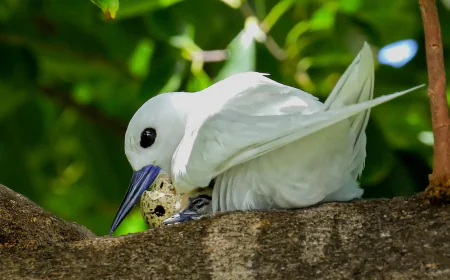 How a seabird native to Hawaii has adapted to life in Honolulu's concrete jungle