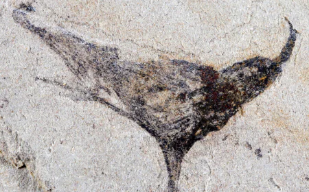 Scientists get first look at the evolution of early complex animals