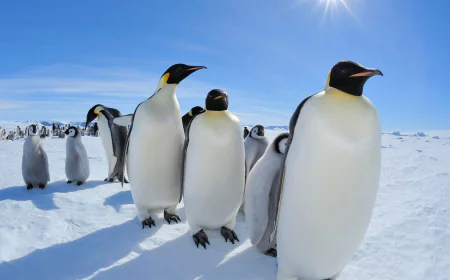 Emperor penguins listed as endangered species