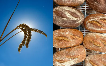 Breeding a better bread